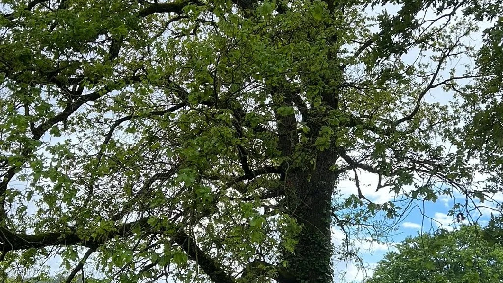 Post oak tree