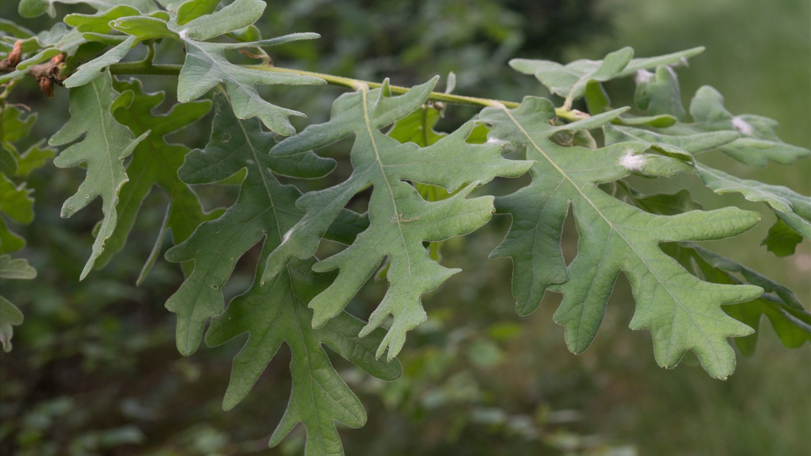 Pyrenean oak