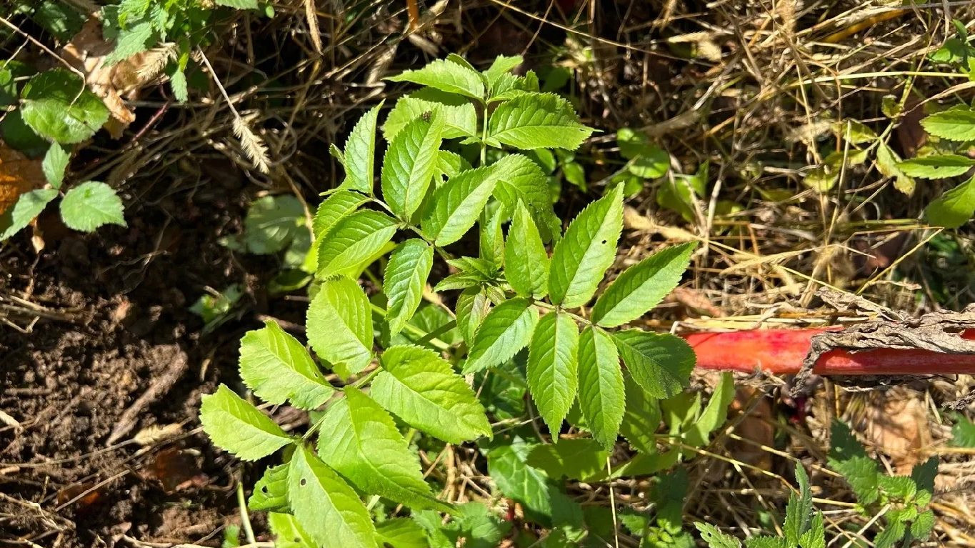 Canada elderberry